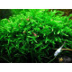 Мох Віллоу, Мох Фонтіналіс, Willow Moss (Fontinalis antipyretica)