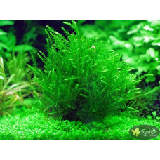 Мох Віллоу, Мох Фонтіналіс, Willow Moss (Fontinalis antipyretica)