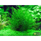 Мох Віллоу, Мох Фонтіналіс, Willow Moss (Fontinalis antipyretica)