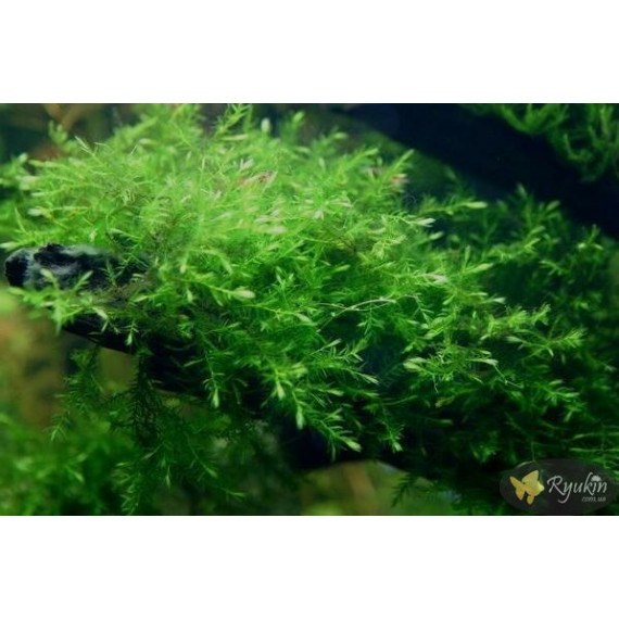 Мох Віллоу, Мох Фонтіналіс, Willow Moss (Fontinalis antipyretica)