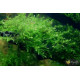 Мох Віллоу, Мох Фонтіналіс, Willow Moss (Fontinalis antipyretica)