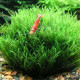 Мох Віллоу, Мох Фонтіналіс, Willow Moss (Fontinalis antipyretica)